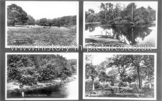 Views Of Epping Forest, Essex. c.1910's